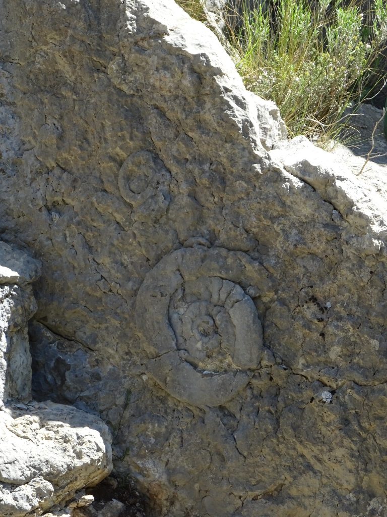 Ferrata Familia des Ammonites